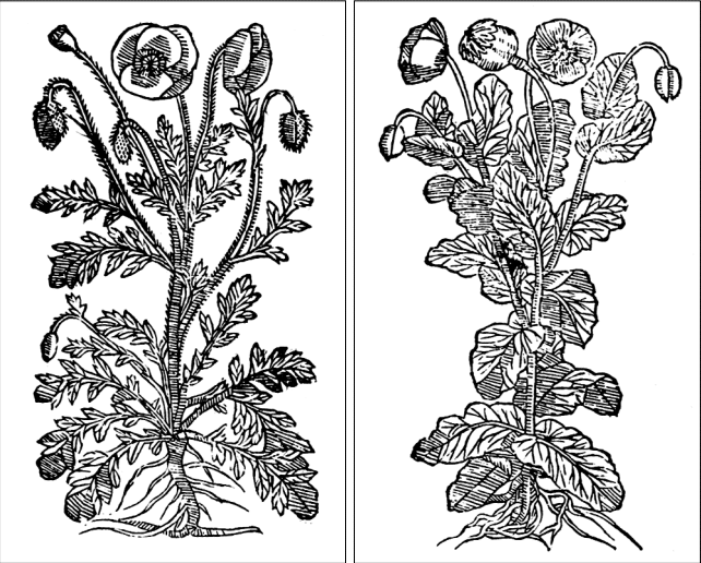иллюстарция полевой и опийный мак из книги Марцина Ужендува